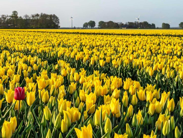 Netherlands with Contiki
